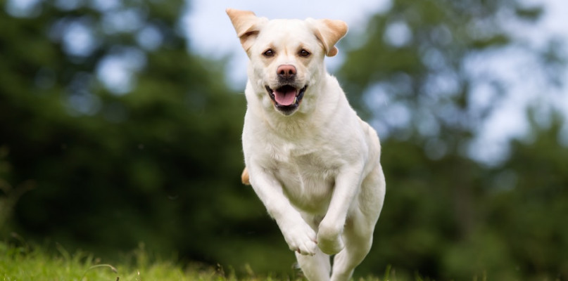 royalcanin.pl
