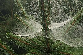 Kupujesz żywą choinkę na święta? Ten szczegół łatwo przeoczyć-11815